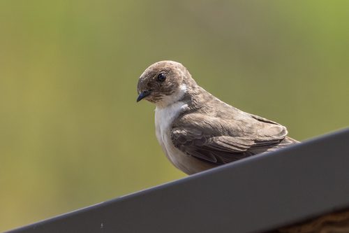 Eurasian Crag-Martin