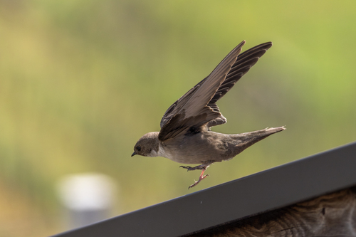 Eurasian Crag-Martin