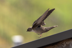 Eurasian Crag Martin photo 5