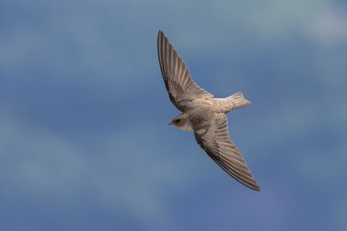 Eurasian Crag-Martin