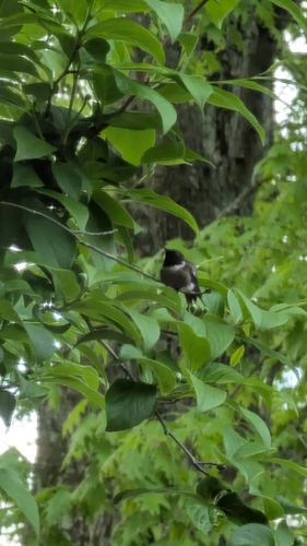 Ruby-throated Hummingbird photographed in Connecticut