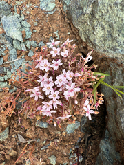 Claytonia gypsophiloides, photograph (c) Carrie Seltzer, some rights reserved (CC BY)