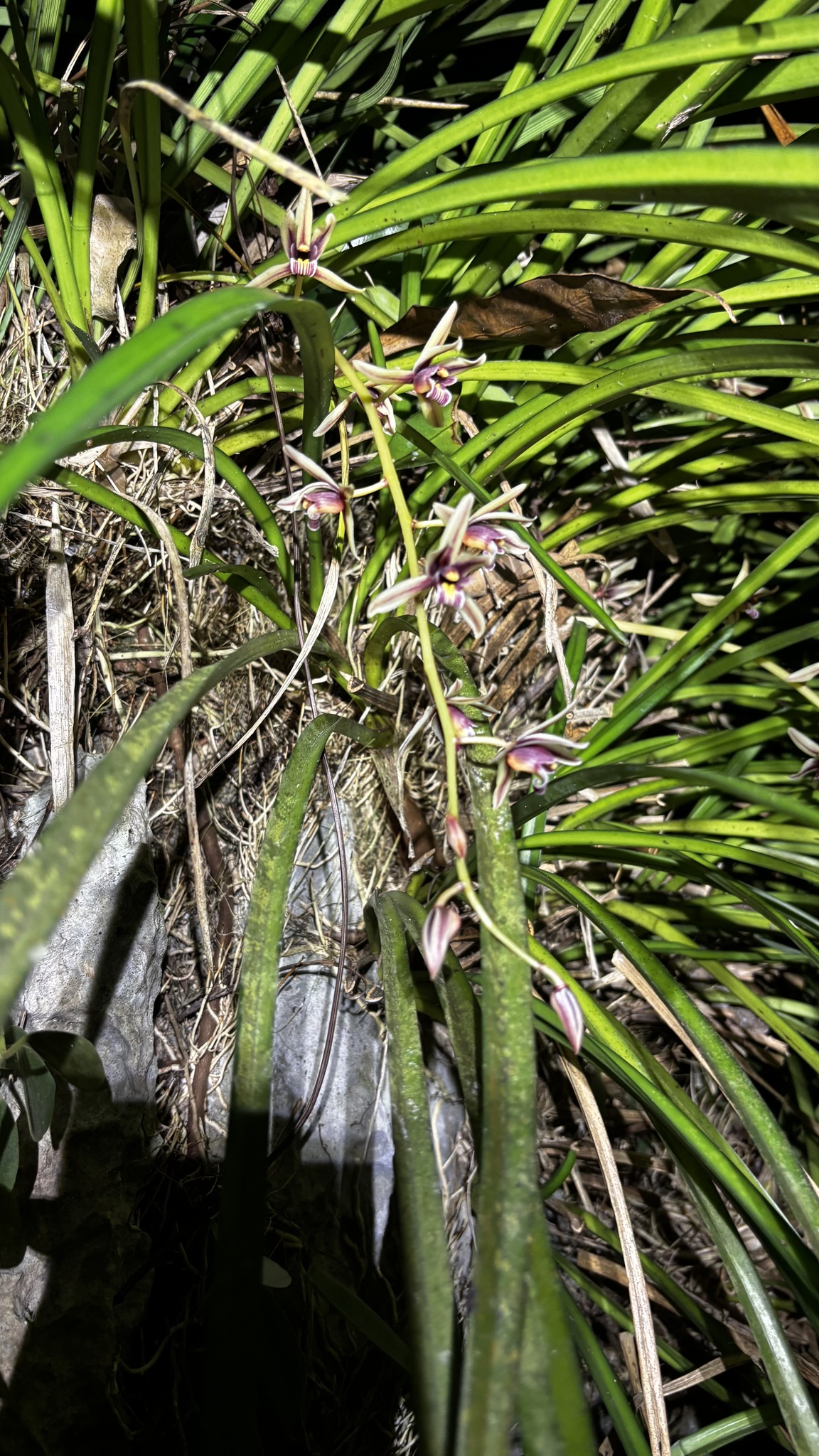 Cymbidium aloifolium — ảnh 2