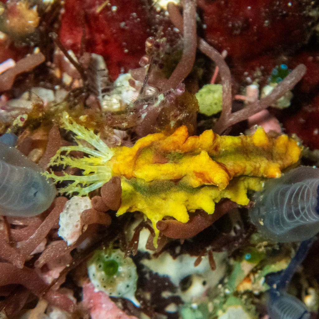 Robust Sea Cucumber