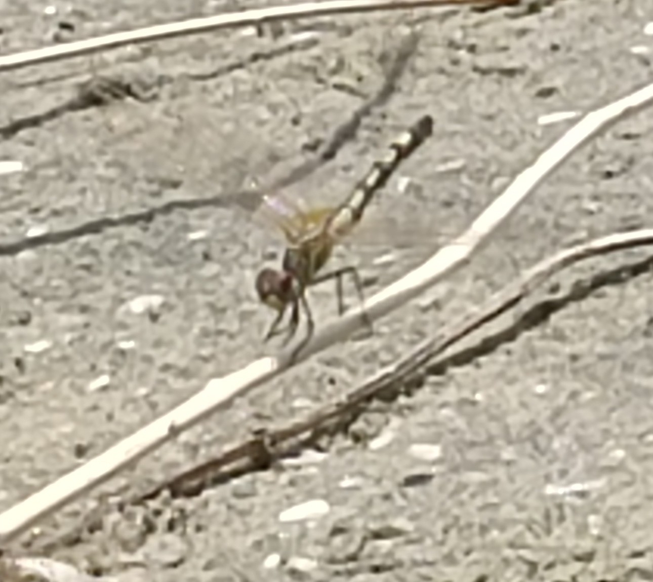 Long-Legged Marsh Glider