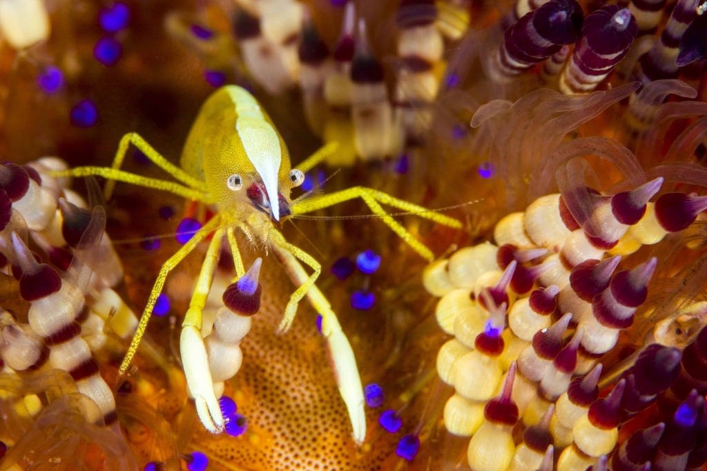 Brock's Urchin Shrimp