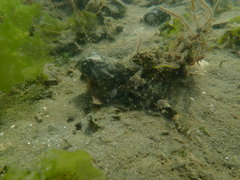 Myoxocephalus polyacanthocephalus