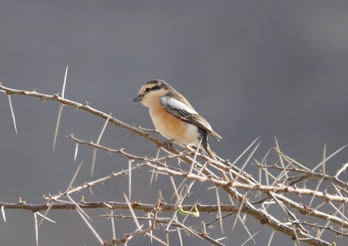 Masked Shrike