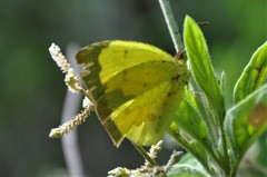 Abaeis salome jamapa