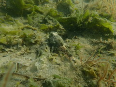 Myoxocephalus polyacanthocephalus