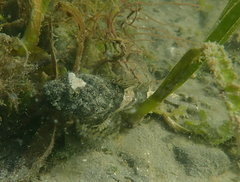 Myoxocephalus polyacanthocephalus
