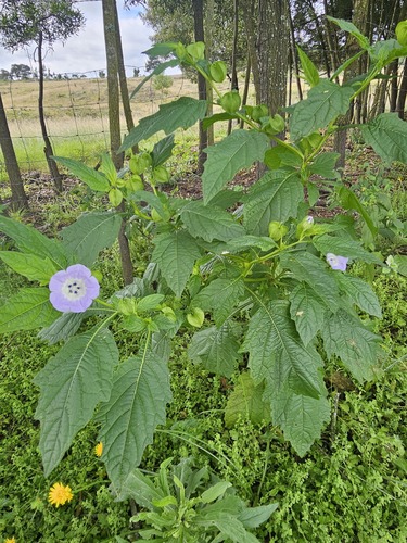 Nicandra physalodes