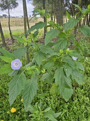 Nicandra physalodes