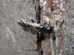 Passaloecus