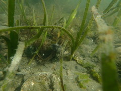 Myoxocephalus polyacanthocephalus