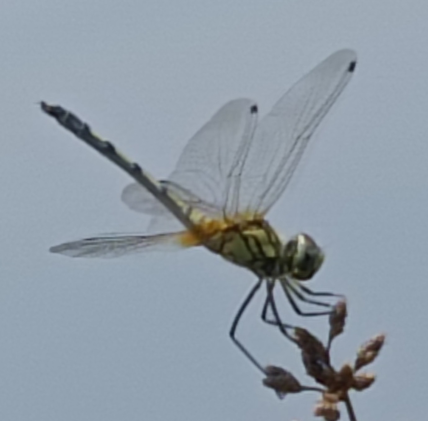 Long-Legged Marsh Glider