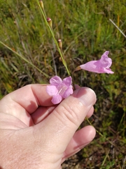 Agalinis linifolia