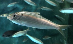 White Sardinella photo 4