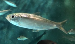 White Sardinella photo 5