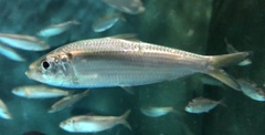 White Sardinella photo 3