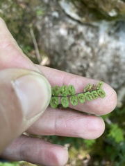 Asplenium quadrivalens, photograph migallel, CC BY-SA, iNaturalist via GBIF