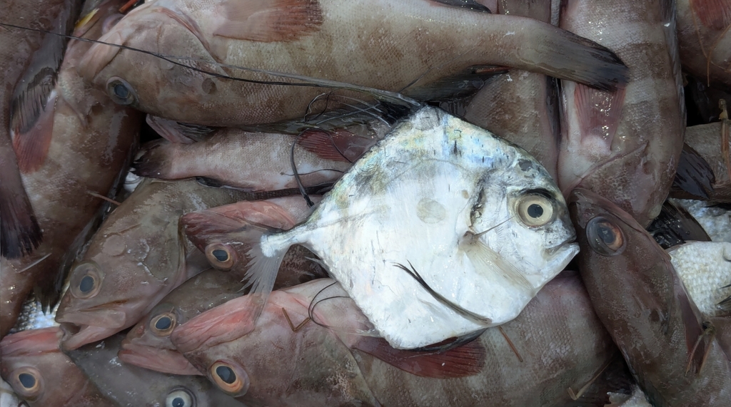 African pompano