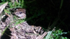 Eleutherodactylus inoptatus