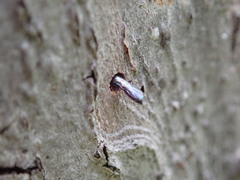 Passaloecus