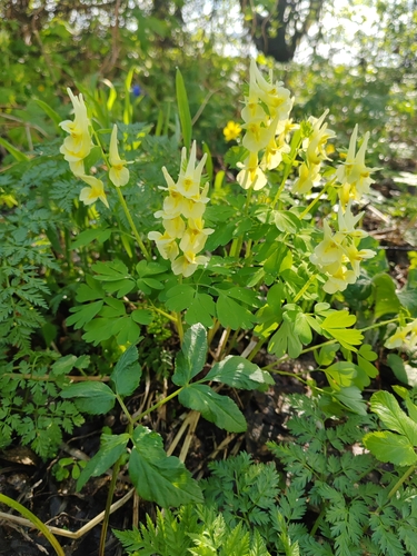 Image of Corydalis bracteata by (c) Ульяна Ярцева, some rights reserved (CC BY)