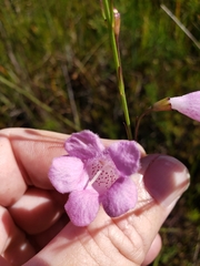 Agalinis linifolia