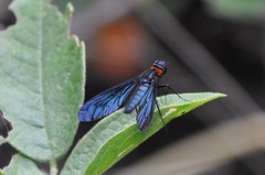 Cyananthrax cyanopterus