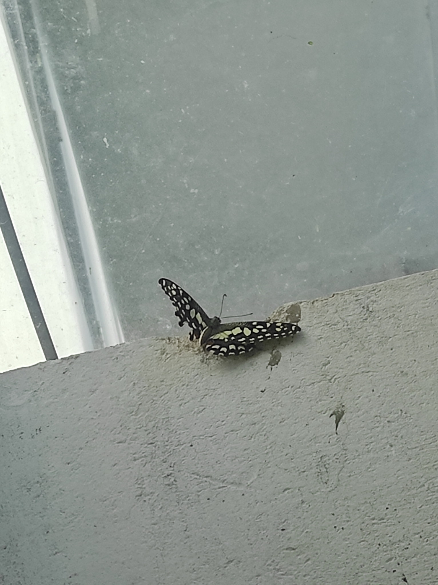 Lime Swallowtail