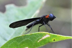 Cyananthrax cyanopterus