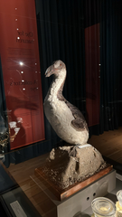 Great Auk photo 3
