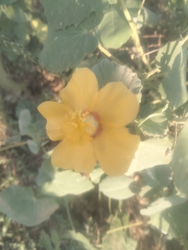 Image of Abutilon hirtum by (c) vaazhaikumar, some rights reserved (CC BY)