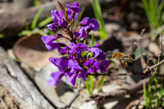 Hardenbergia violacea