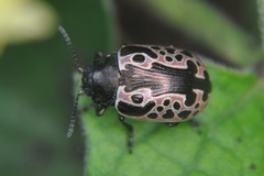 Calligrapha diversa