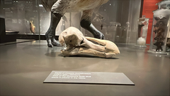 Dodo photo 3