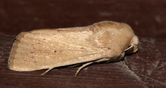 Leucania abdominalis