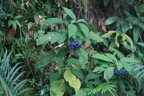 Hydrangea febrifuga, photograph 3