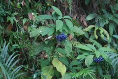 Hydrangea febrifuga, photograph olmagon, CC BY, iNaturalist via GBIF