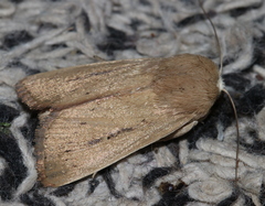Leucania abdominalis