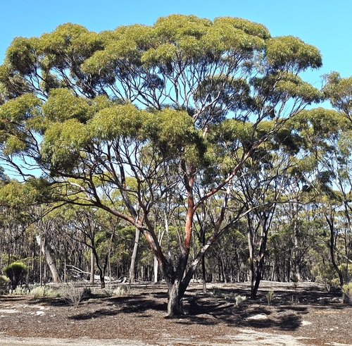 Eucalyptus dundasii, 2025-05-08