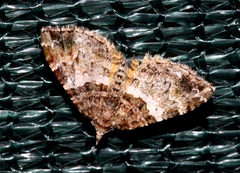 Chrysolarentia phaedra