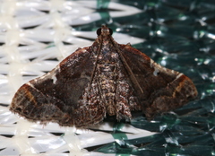 Scenedra decoratalis