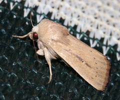 Leucania abdominalis