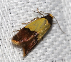 Hemibela