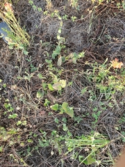 Matelea cynanchoides