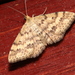 Plantain Moth - Photo (c) Victor W Fazio III, some rights reserved (CC BY-NC), uploaded by Victor W Fazio III