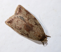 Syringoseca mimica